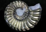 Pyritized Pleuroceras Ammonite - Germany #33054-1